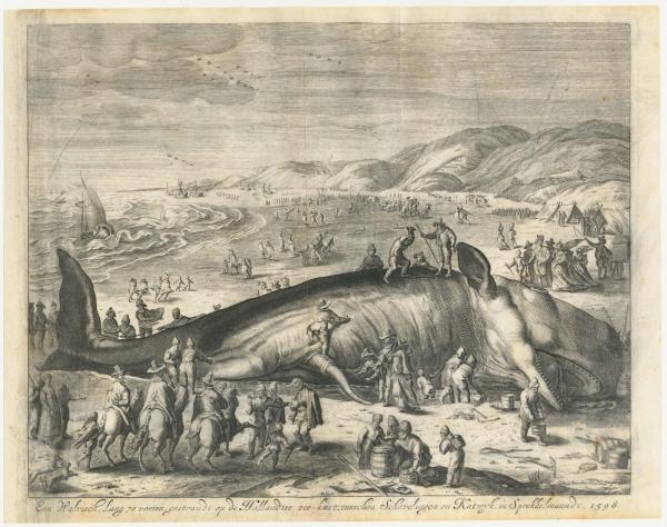 Francus Whale